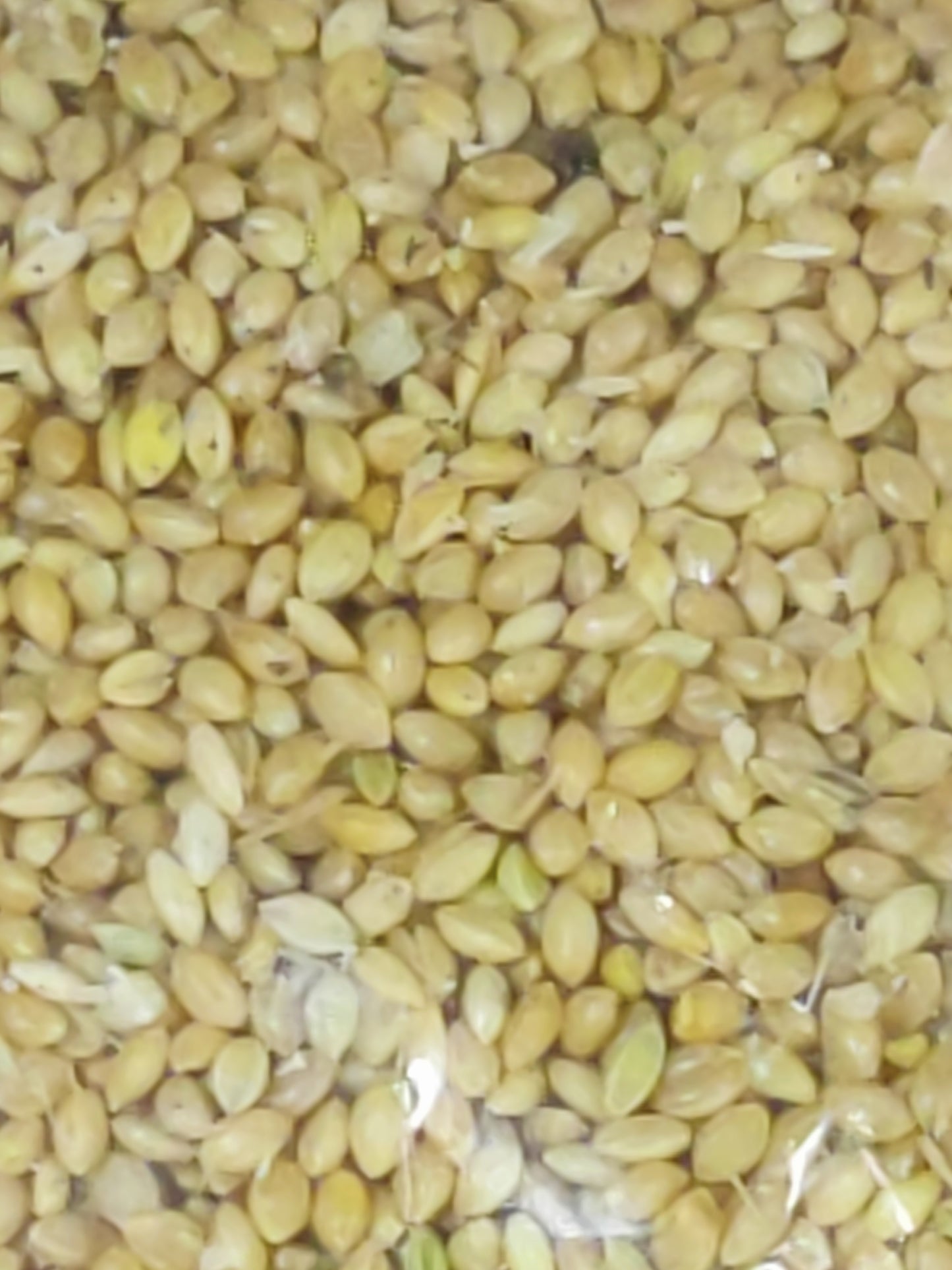 Foxtail Millet (Kangni), Bird Food for All Life Stages Canary, Finches, Waxbills, Budgies, Lovebirds, Cockatiels, Parrots & Parakeets