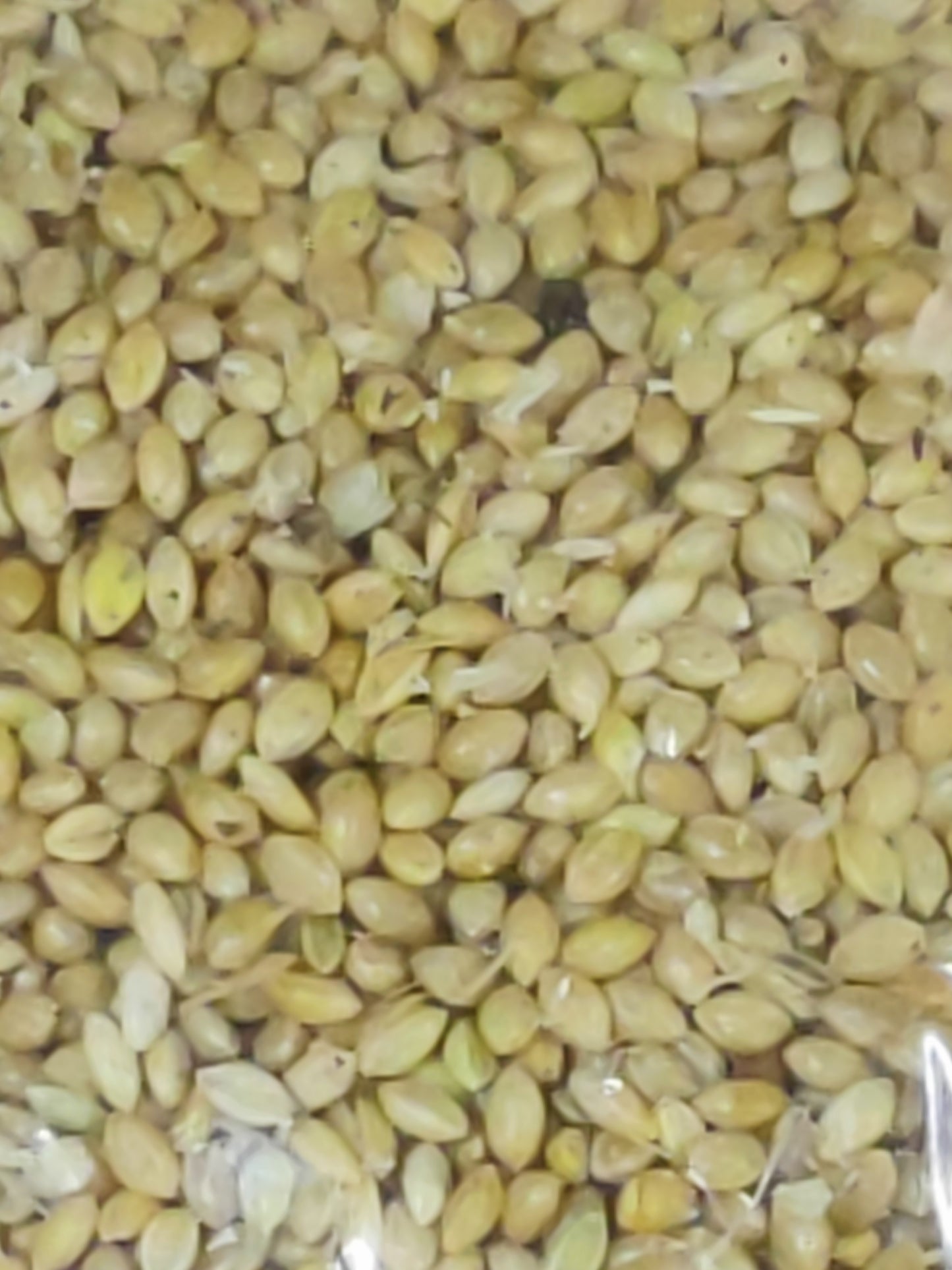Foxtail Millet (Kangni), Bird Food for All Life Stages Canary, Finches, Waxbills, Budgies, Lovebirds, Cockatiels, Parrots & Parakeets
